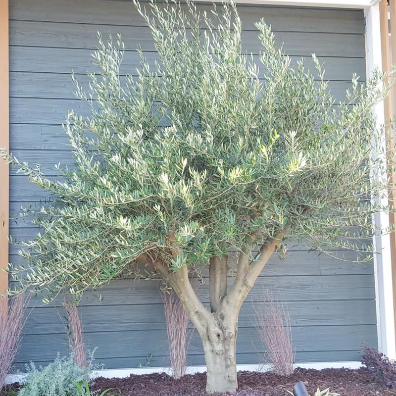 2 Arbequina Olive Live Trees Plant for Planting, Very Cold Hardy, Well-Rooted, 4-7 Inches, 5 Months...