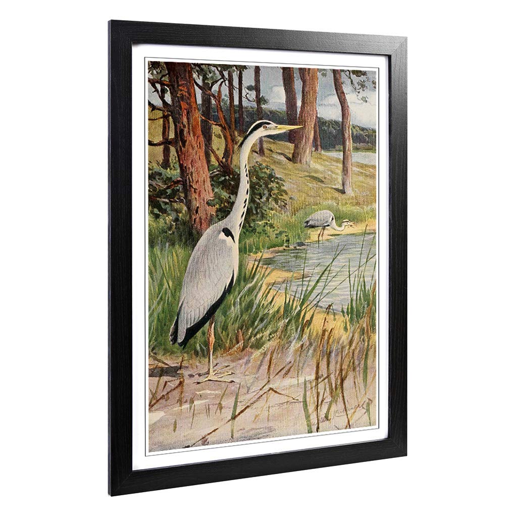 Big Box Art Framed Print of Vintage W Kuhnert Grey Heron Design | Wall Art Picture | Home Decor for Kitchen, Living, Dining Room, Bedroom, Hallway, Office, Black, A2 / 24.5x18 Inch / 62x45cm