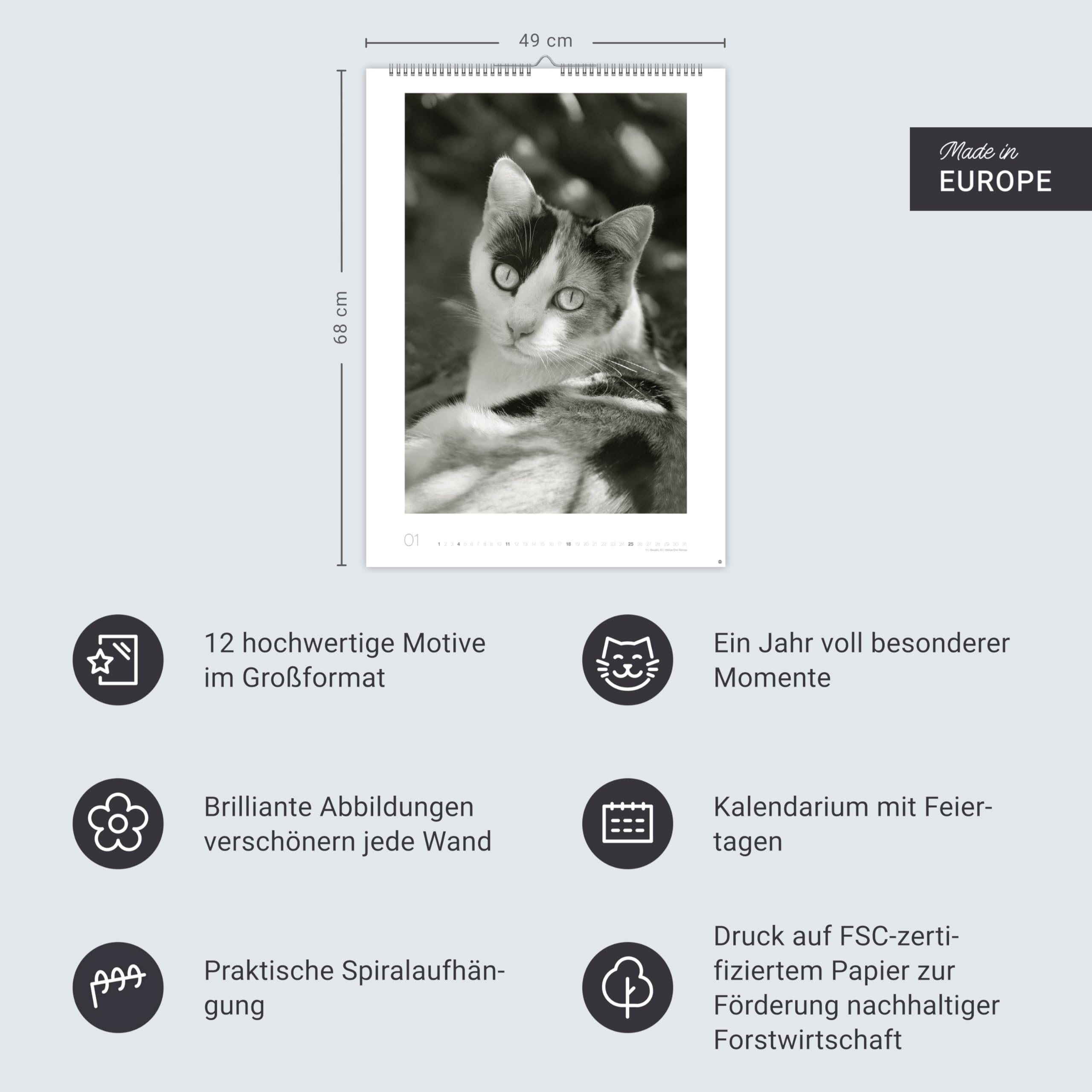 Cats Edition Kalender 2026: Elegante Samtpfoten in schwarz-weiß in einem XXL-Kalender. Tierkalender 2026 im Großformat. Hochwertiger großer Fotokalender für Katzenfans.