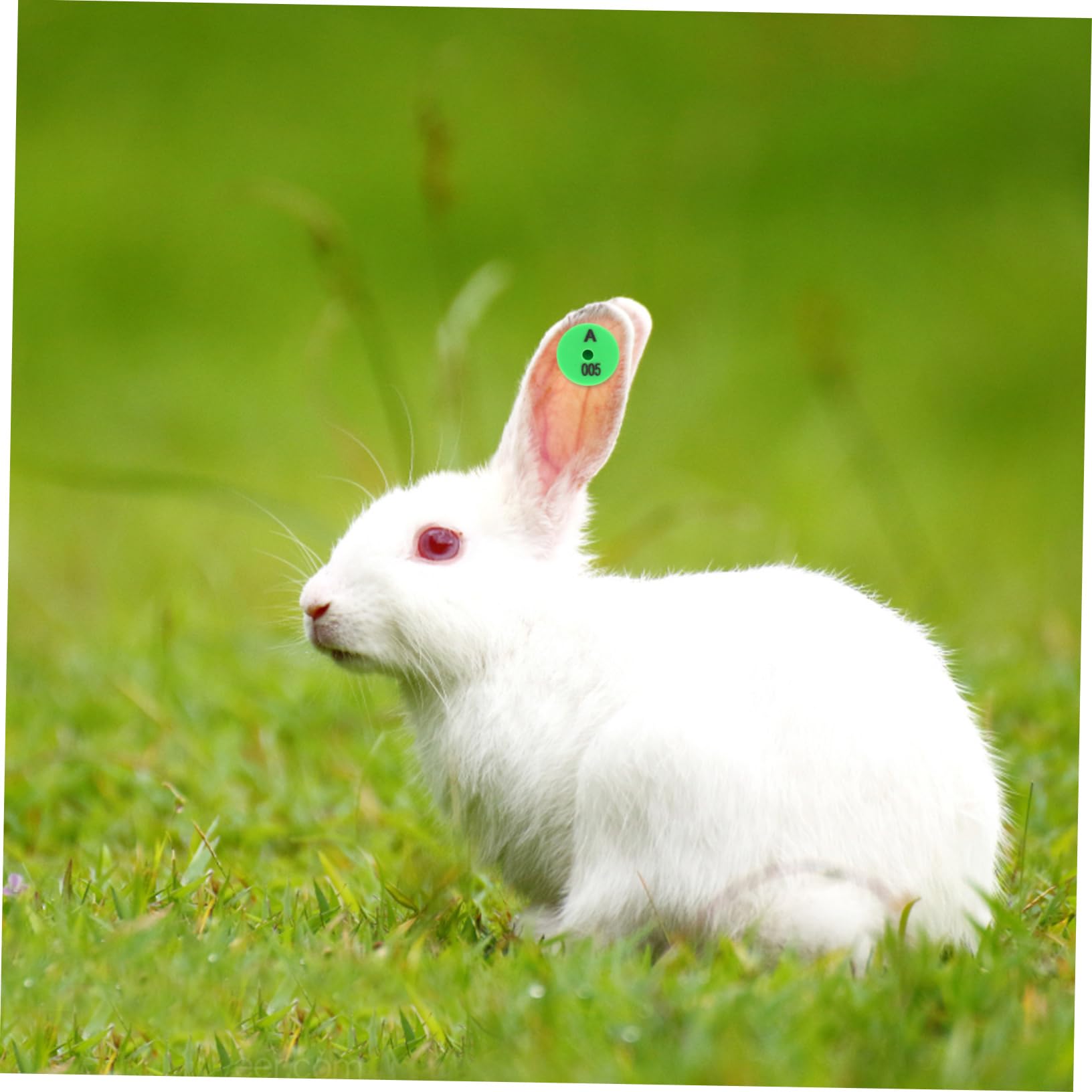 Etichette Auricolari Numerate con Colori Vivaci Resistenti Agli Urti 100 Pezzi per Identificazione in Allevamenti e Monitoraggio Bestiame per Conigli e Piccoli Animali