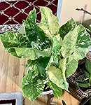 Review Image by Amazon Customer