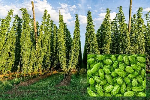 Semillas de lúpulo común para plantar - 30 semillas - Lúpulo de cerveza, Humulus lupulus -Enviados desde Iowa, EE. UU