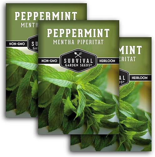 Survival Garden Seeds - Semillas de menta para plantar - Mentha Piperita 3 paquetes con instrucciones para plantar y cultivar deliciosa menta en tu