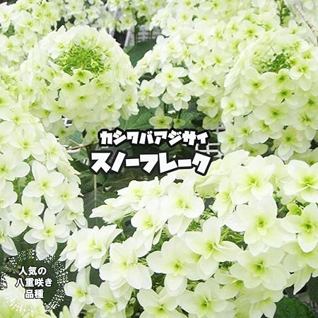 Amazon あじさい 苗 カシワバアジサイ スノーフレーク ポット苗 アジサイ 庭木 落葉樹 低木 植木