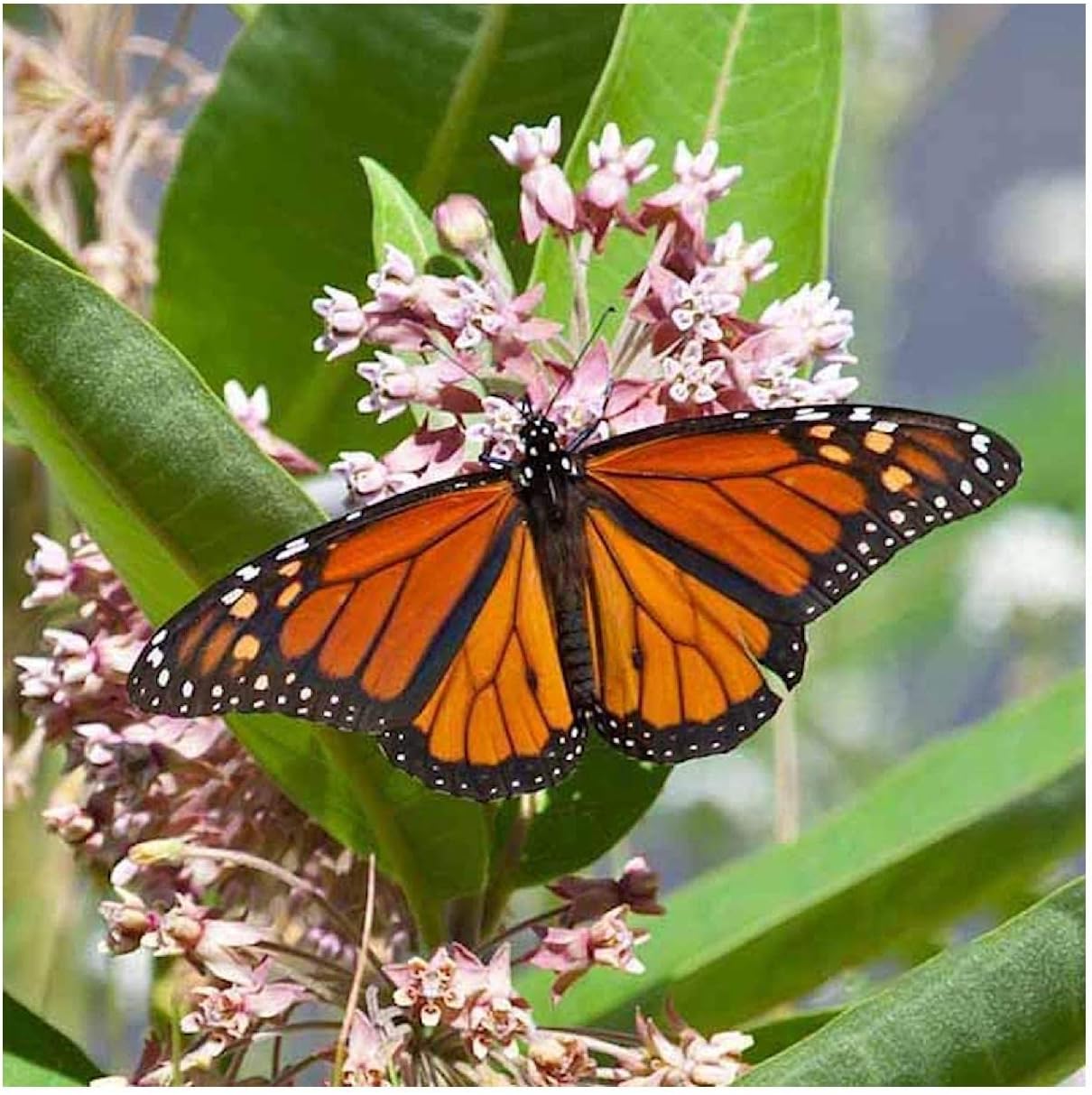 Everwilde Farms - 1/4 Lb Common Milkweed Native Wildflower Seeds - Gold Vault