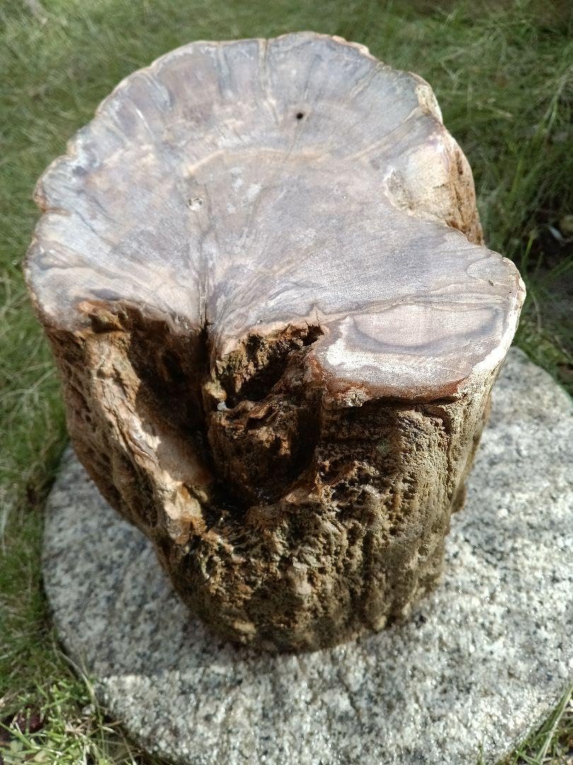 木の化石 →1億年前の木の化石