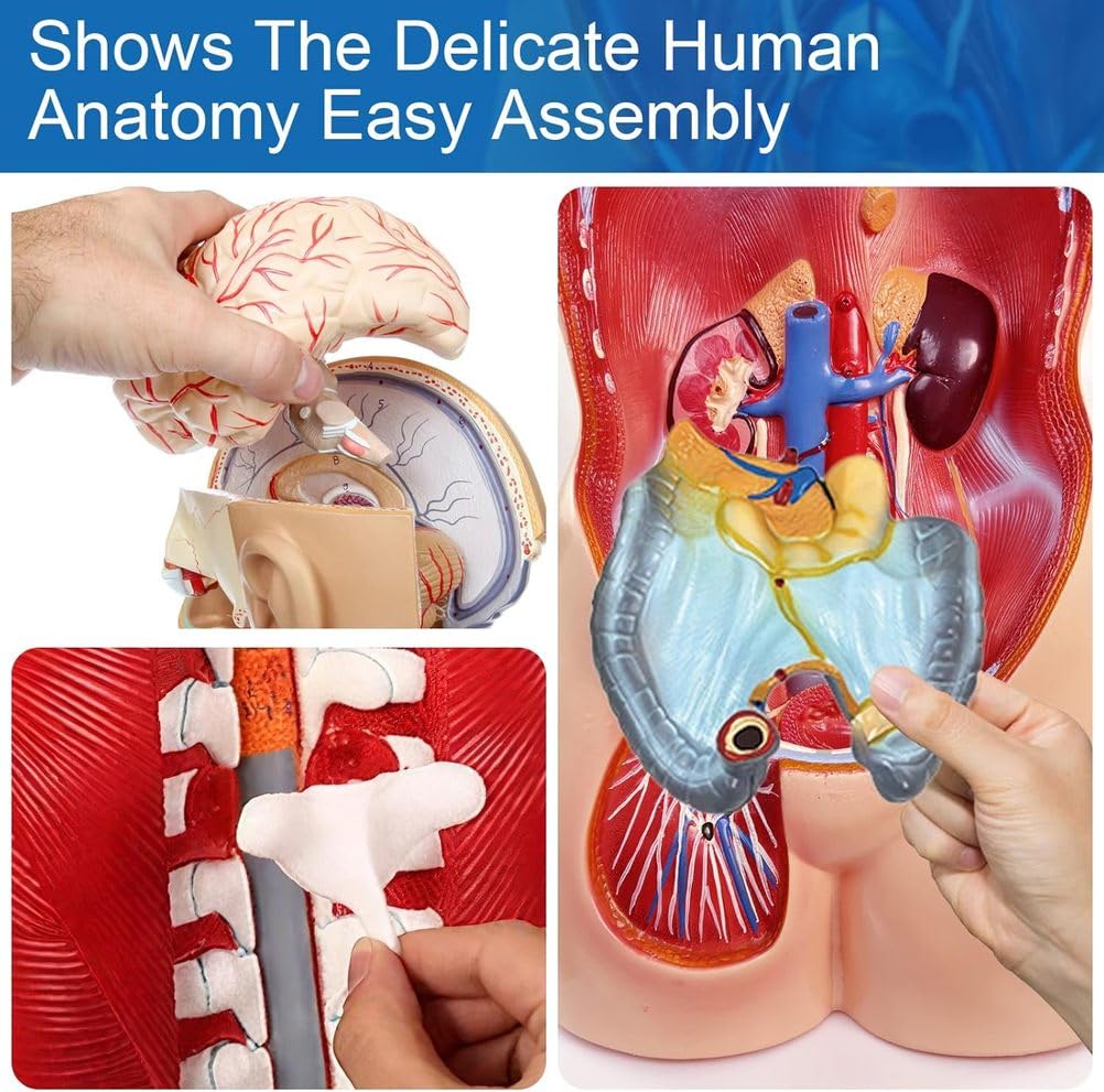 Modello anatomico del Torso Umano Rimovibile in 19 Parti, 85 cm, con Cuore, Cervello, organi viscerali, Strati muscolari, Ossa, vasi e nervi, Manuale per l'educazione Medica e scientifica