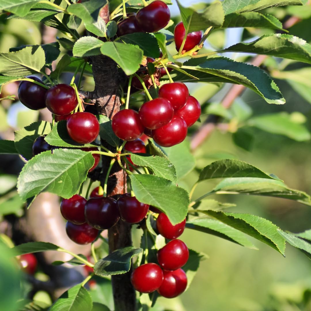 Ciliegio Durone Mora di Cazzano o Mora di Verona pianta da frutto antico vaso 24 cm Altezza 160-180 cm - Età 4 anni