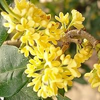 Vista 1 de CHUXAY GARDEN 15 semillas Osmanthus Fragrans 'Conger Yellow', oliva fragante, té de oliva fragante, arbusto de hoja perenne de olivo dulce, planta