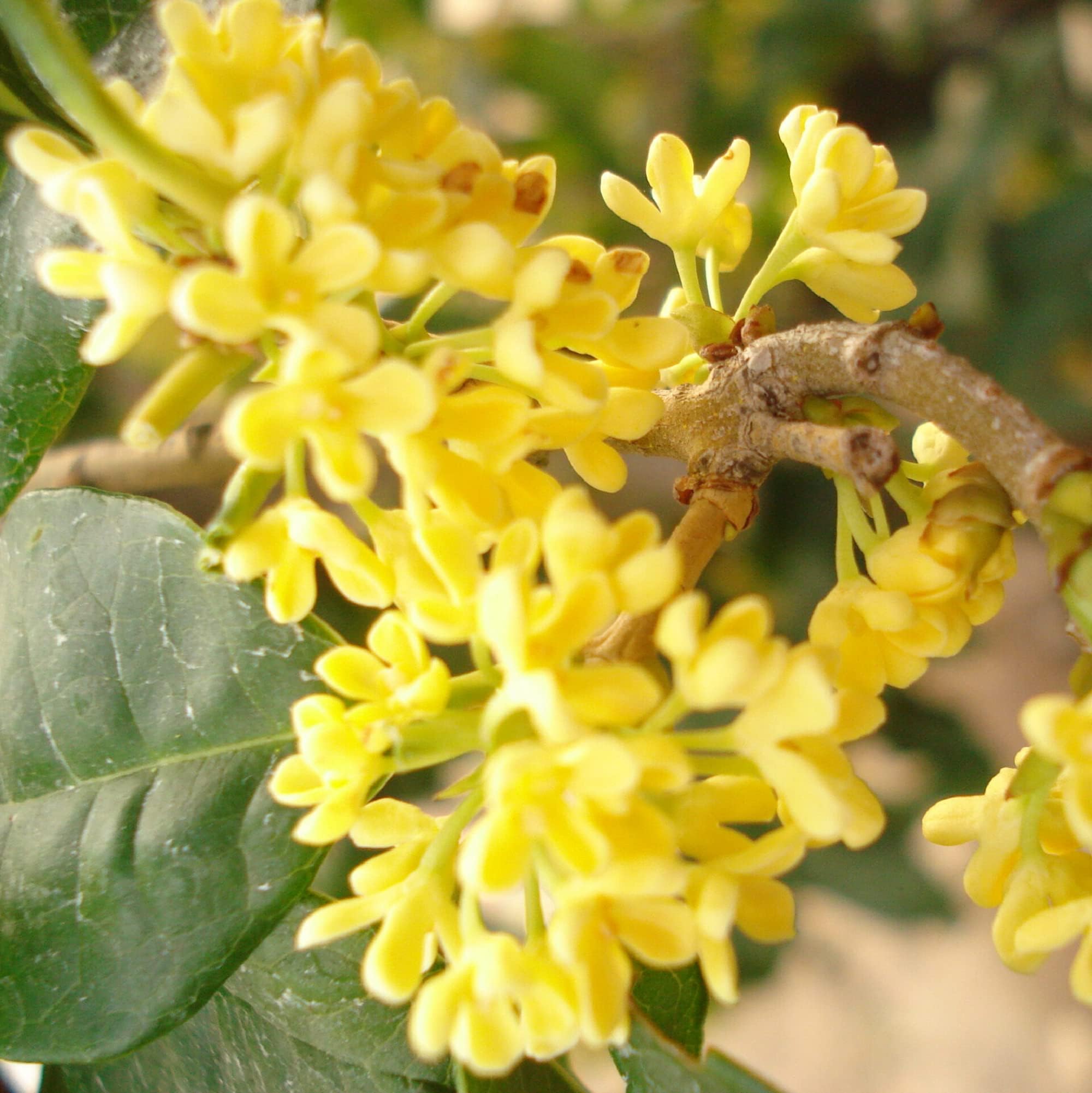 CHUXAY GARDEN 15 Seeds Osmanthus Fragrans 'Conger Yellow',Fragrant Olive,Fragrant Tea Olive,Sweet Olive Evergreen Shrub Ornamental Flowering Plant Privacy Screen Plant