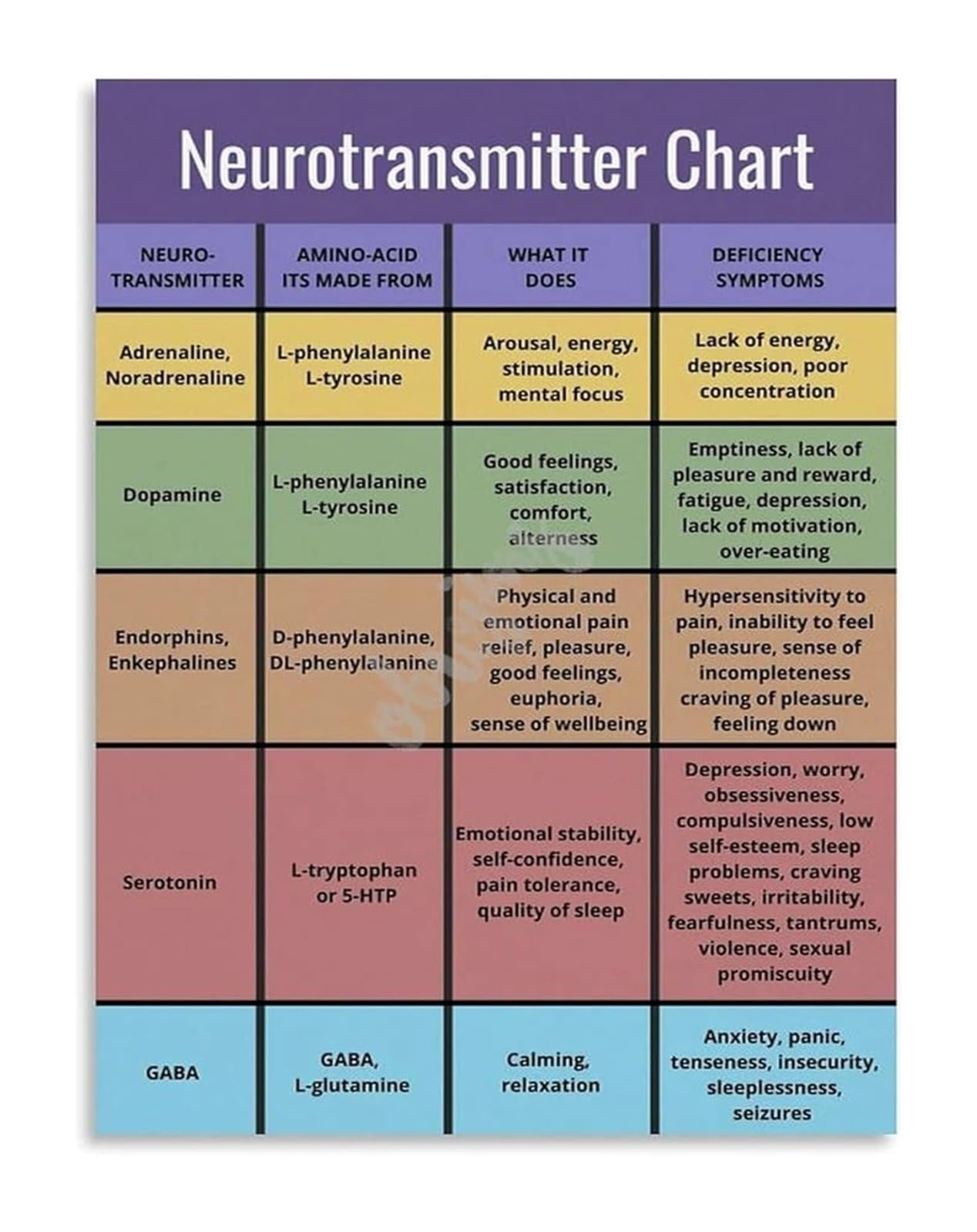 ZDVHOMCB Neuroscience Anatomy Chart Brain Structure Guide Lobes Cortex Cerebellum and Brainstem Reference Framed,12x18inch(30x45cm)