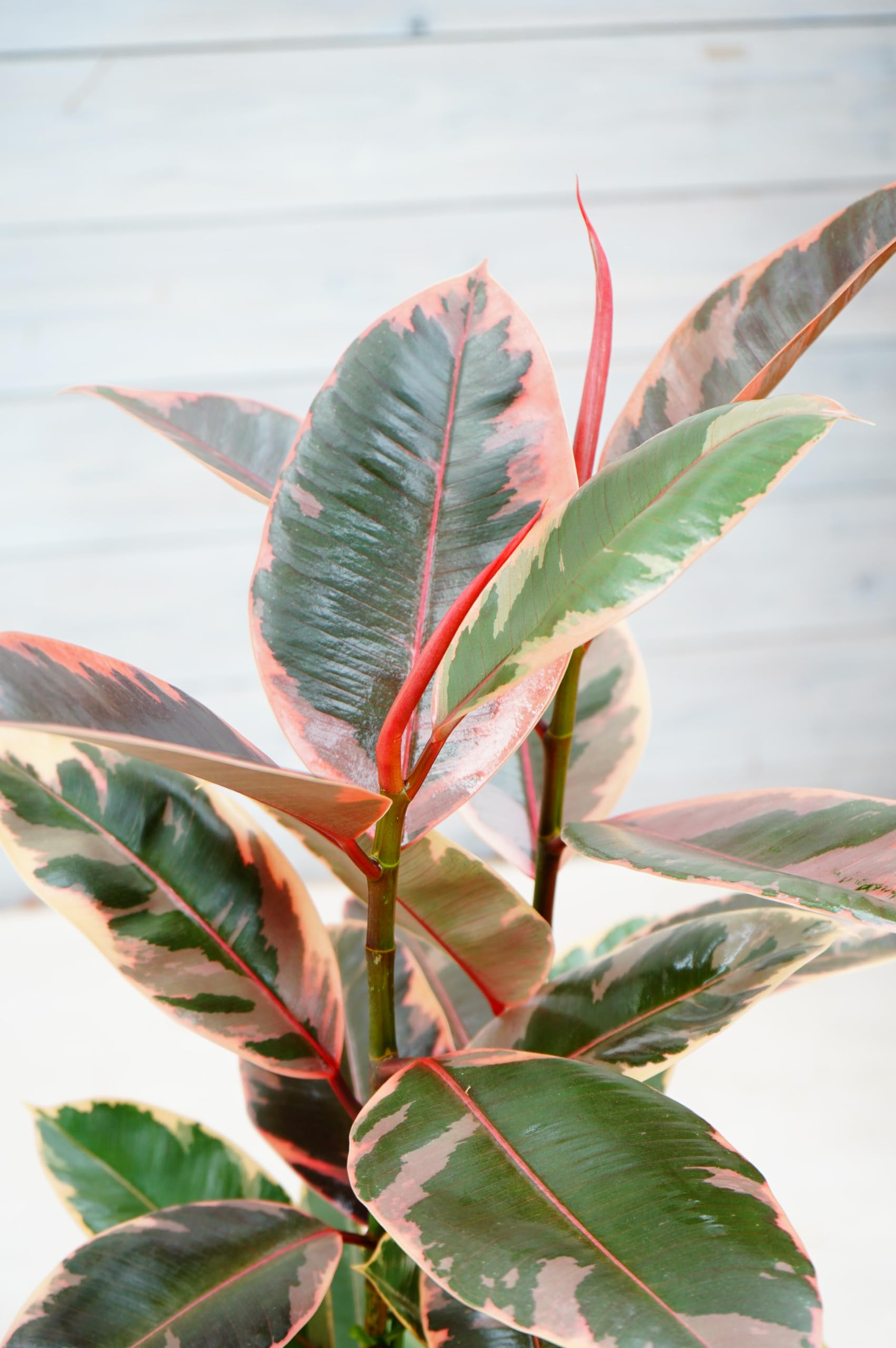 観葉植物　フィカス　ルビー　ゴムの木 フランスゴム 7号(フィカス・ルビギノーサ) 観葉植物 ゴムの木 販売 苗