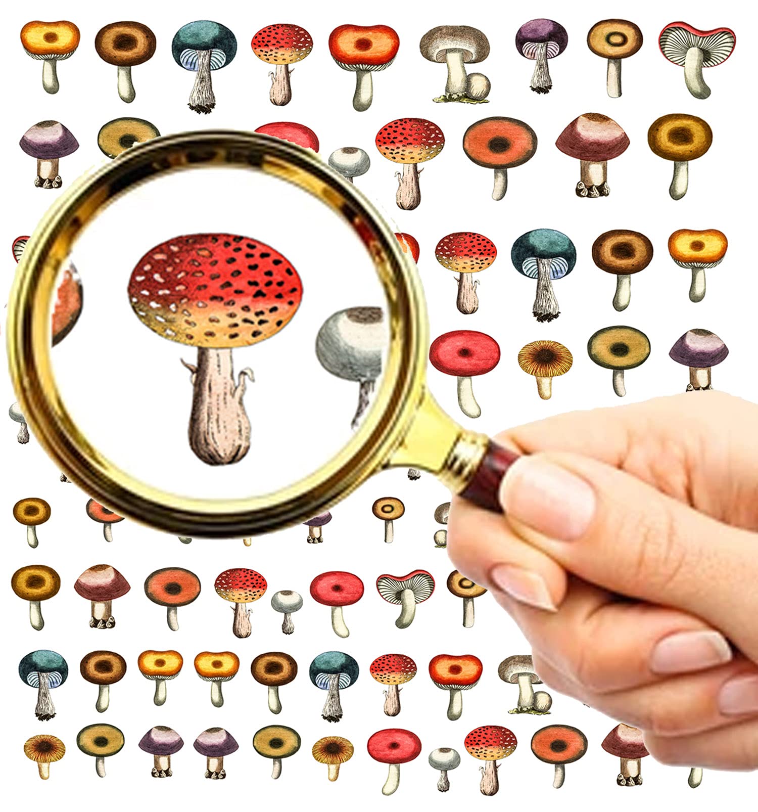 Flonz Flonznail Nail Stickers Decal Transfers (5 Sheets) Fancy Mushrooms Vintage Botanic Book Illustration