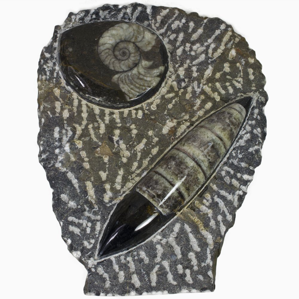 Hypnotic Gems Gallery: Goniatite Stand Up Display Specimens - 6