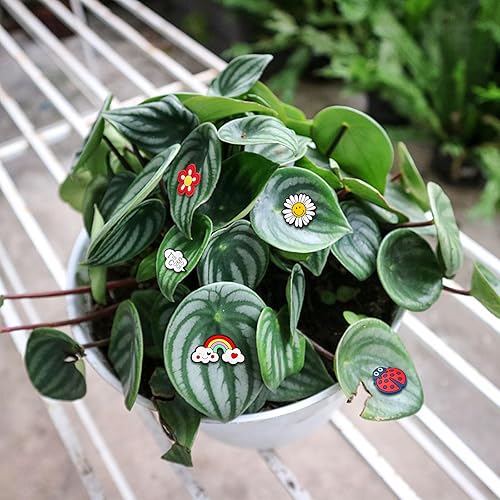 Miniatura 4 de 10 imanes para plantas en maceta, ojos magnéticos, abejas, arco iris, decoración facial para plantas, regalo divertido para amantes de las plantas,