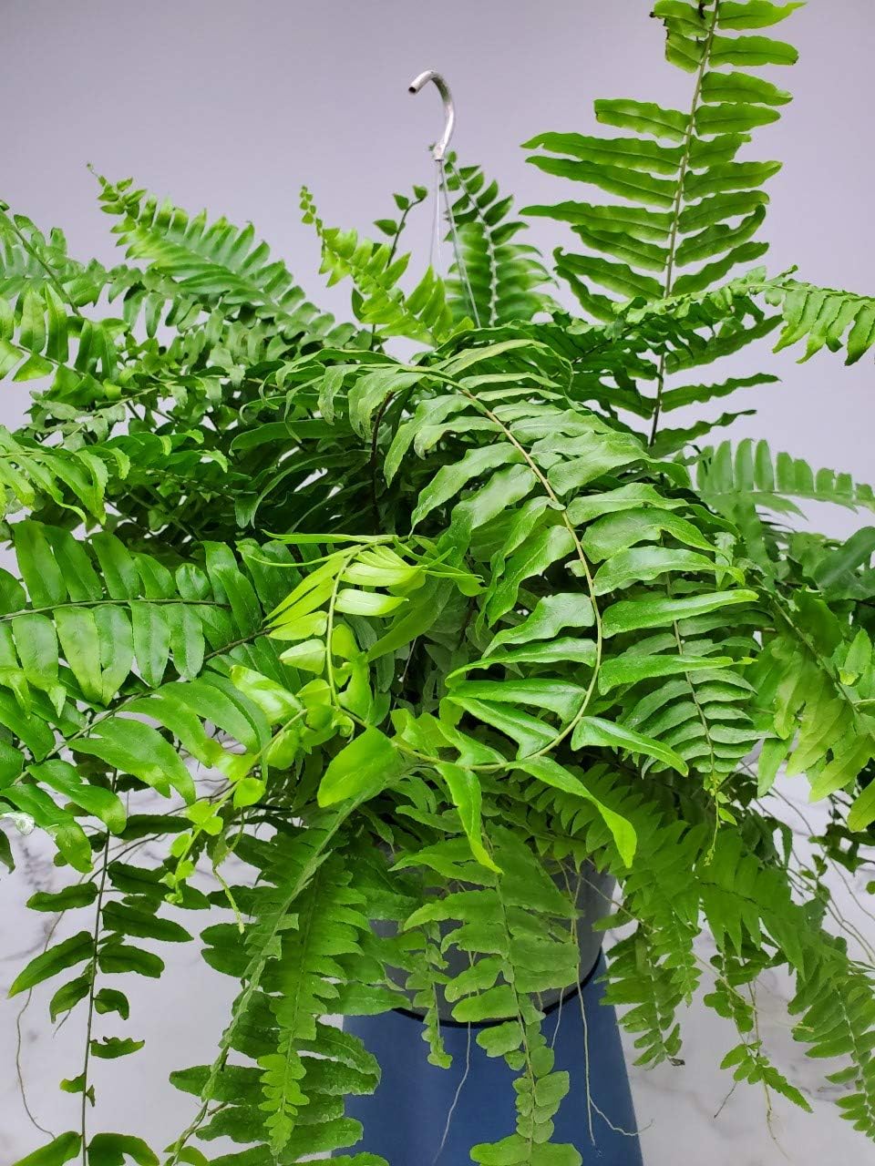 Tropical Plants of Florida Macho Fern Hanging Basket 12 Inch Live Fern Plant, 28 to 32 Inch Spread, Large Lush Outdoor Indoor Shade Plant for Porch Patio