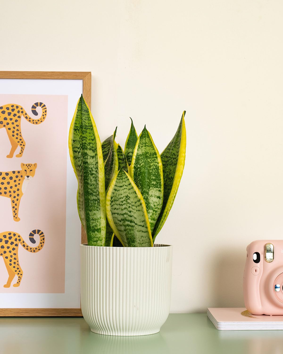 Prickle Plants Snake Plant - Hardy Indoor Plant with Upright Architectural Leaves, Low Maintenance Greenery for Bedroom or Office Spaces (30-40cm incl. 12cm Pot)
