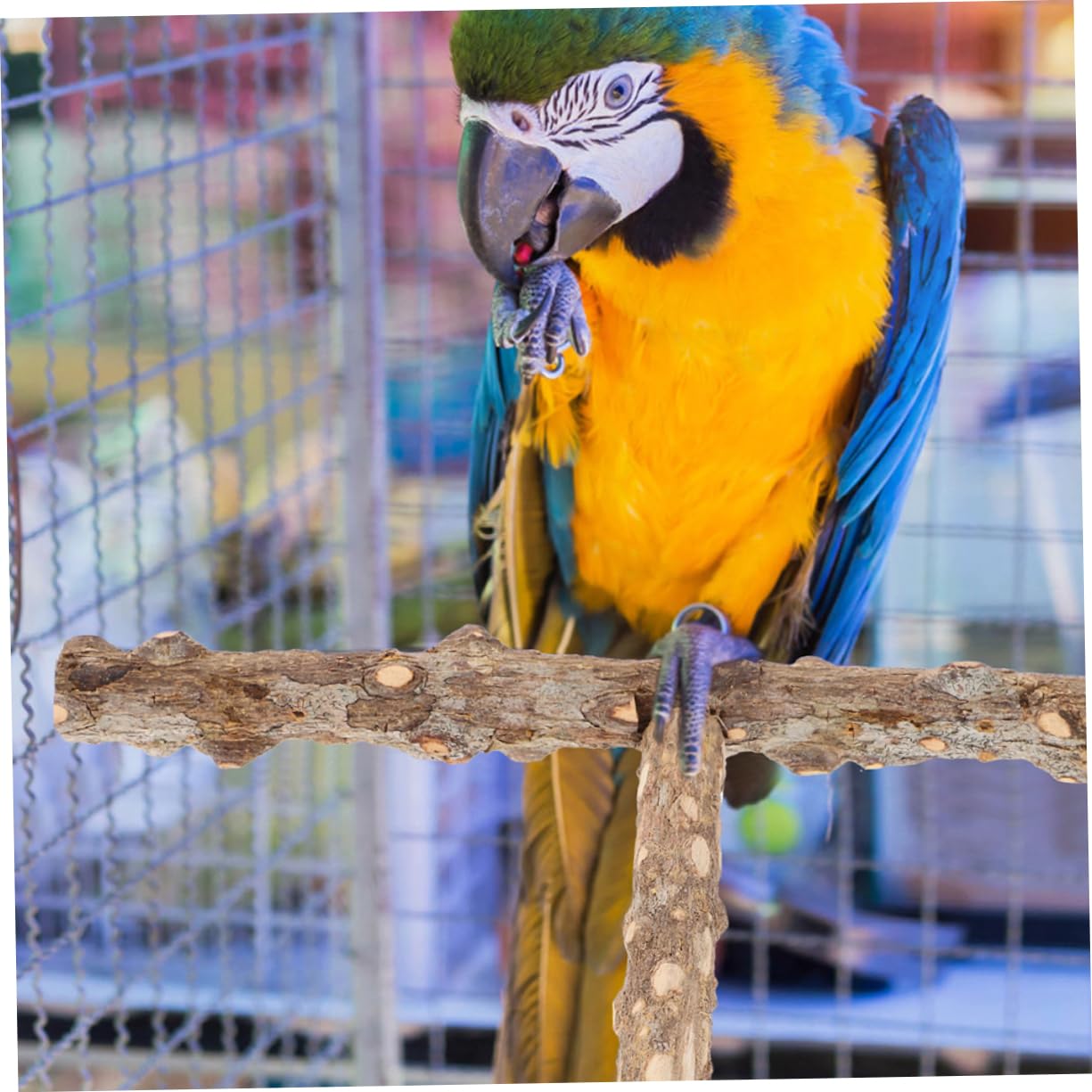 Kisangel 10pièces Perchoir à Oiseaux Naturel pour Oiseaux De Compagnie Bâtons De Meulage pour Perroquets Et Perruches Accessoire Exercice Jouet Interactif