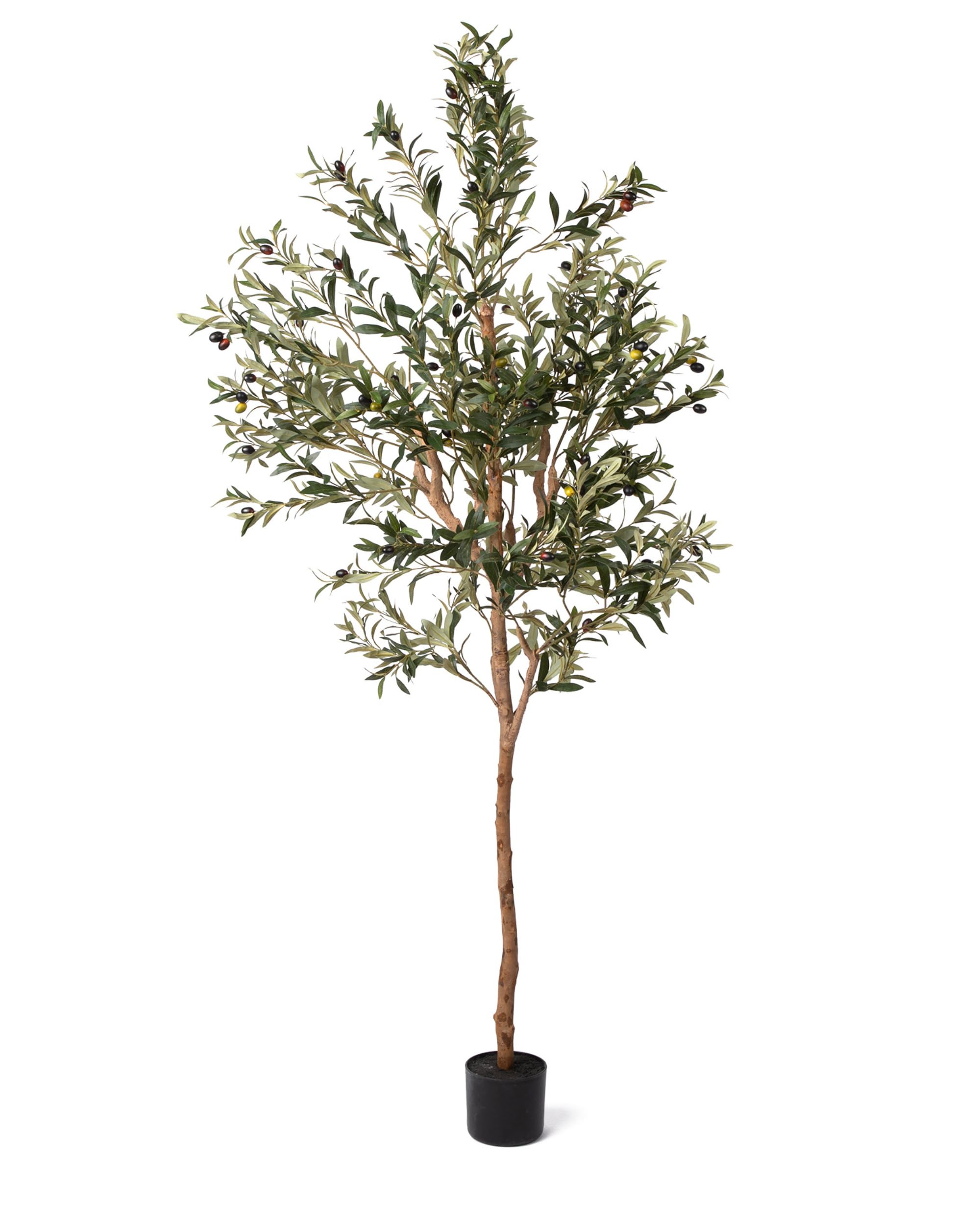 7FT Artificial Olive Tree – Realistic Faux Silk Indoor Plant with Lifelike Olives & Real Wood Trunk – Ideal Home & Office Decor – Free Beginner’s Guide eBook Included!