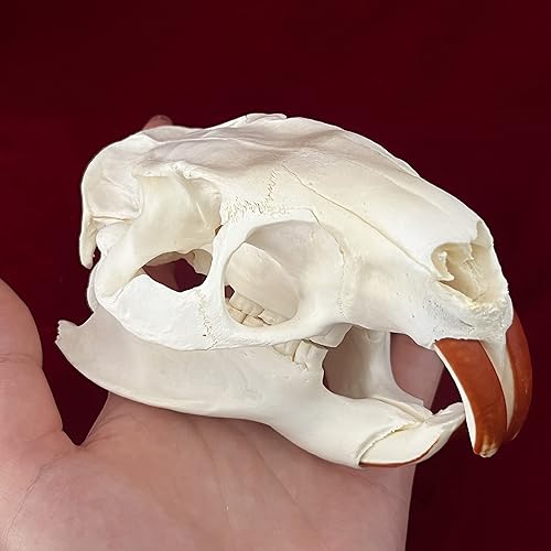 Miniatura 3 de CLLOEAT Taxidermia animales reales calaveras, espécimen de huesos reales, suministros de taxidermia para educación científica, regalo especial