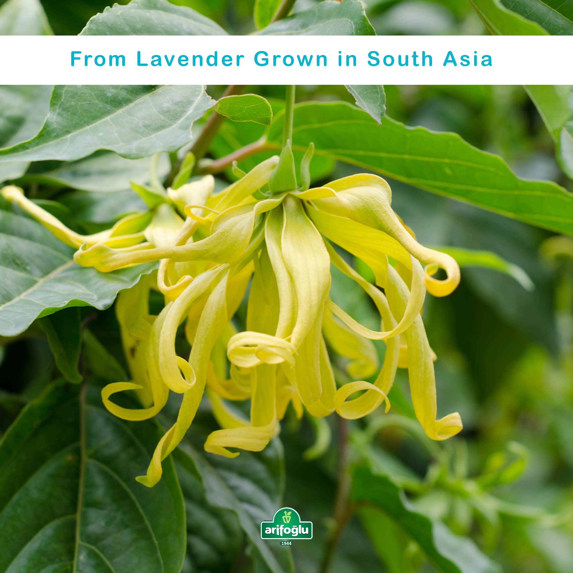 Arifoğlu Ylang Ylang Yağı 20 ML