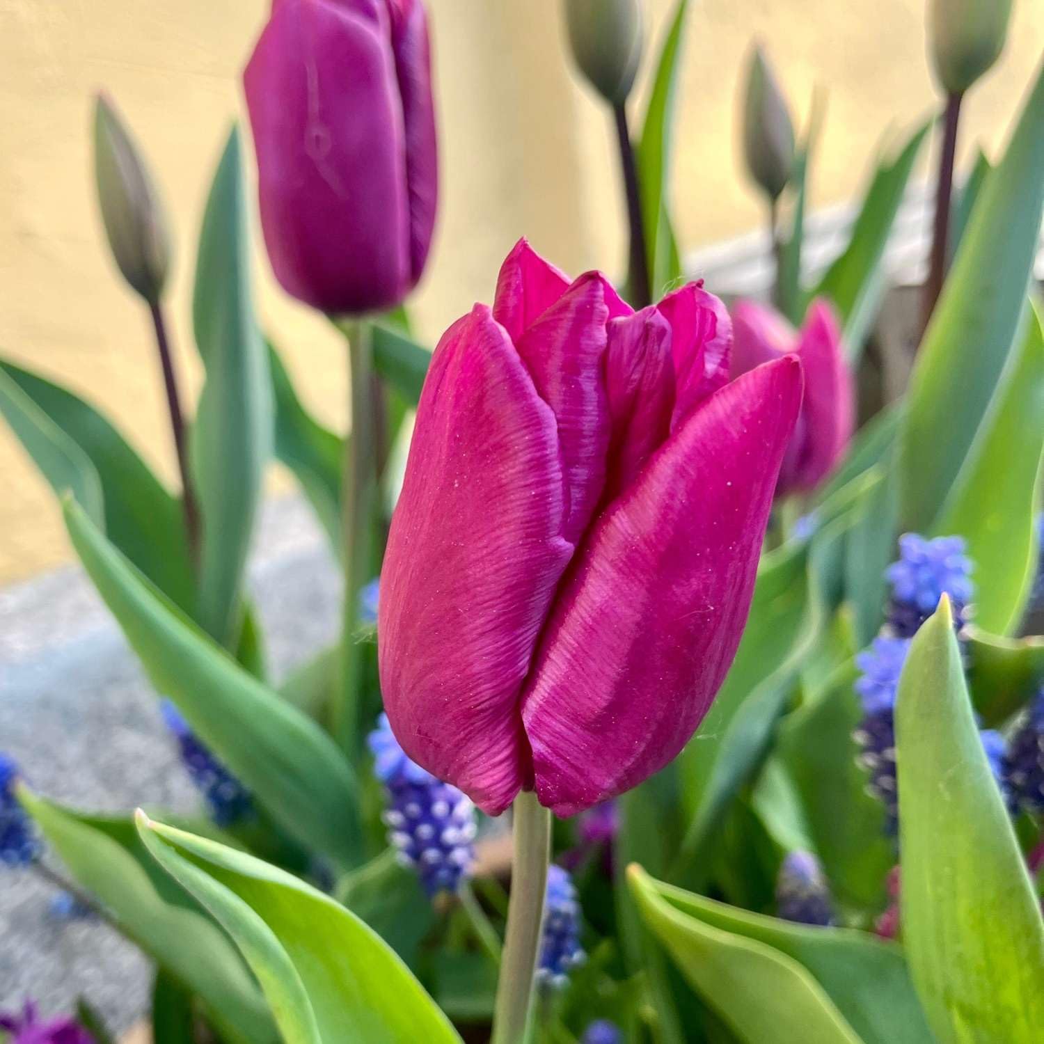 Blumenzwiebel-Kollektion 'Deep Purple' Fred's Garden, 99 Zwiebeln (3 × 33), Lila, Höhe 40-50 cm, Blumenzwiebeln, Frühlingsblüher, für Beet und Kübel