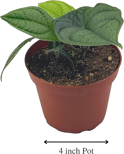 Miniatura 2 de BubbleBlooms Harmony's Piper Parmatum 4 pulgadas, Peperomia rara