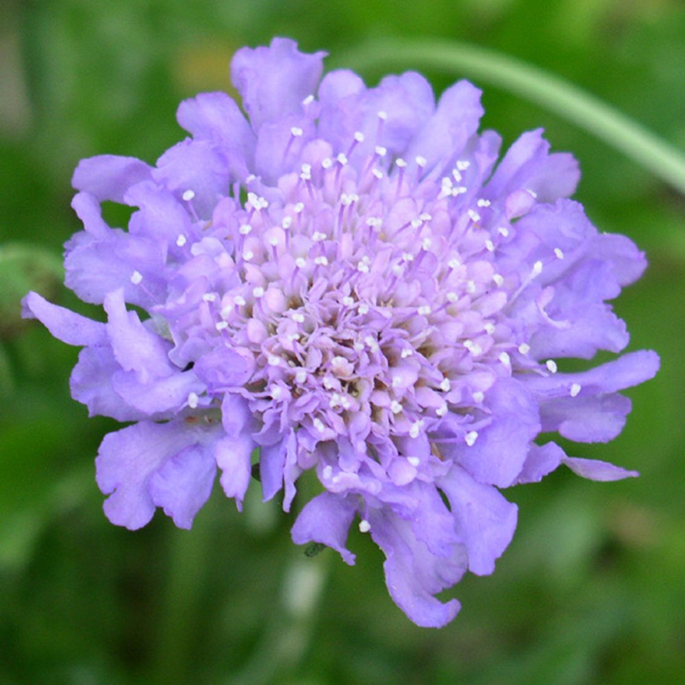 Scabiosa Butterfly Blue Flowering Outdoor Perennial Garden Plants in Plant Pot (3 Litre Pot, 30-40cm)