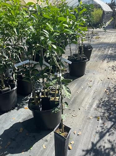 Sumo Orange Tree Live Plants 3Ft Tall, Seedless Mandarin Orange Trees Live Plants, Citrus Fruit Tree No Ship Ca #TOP2
