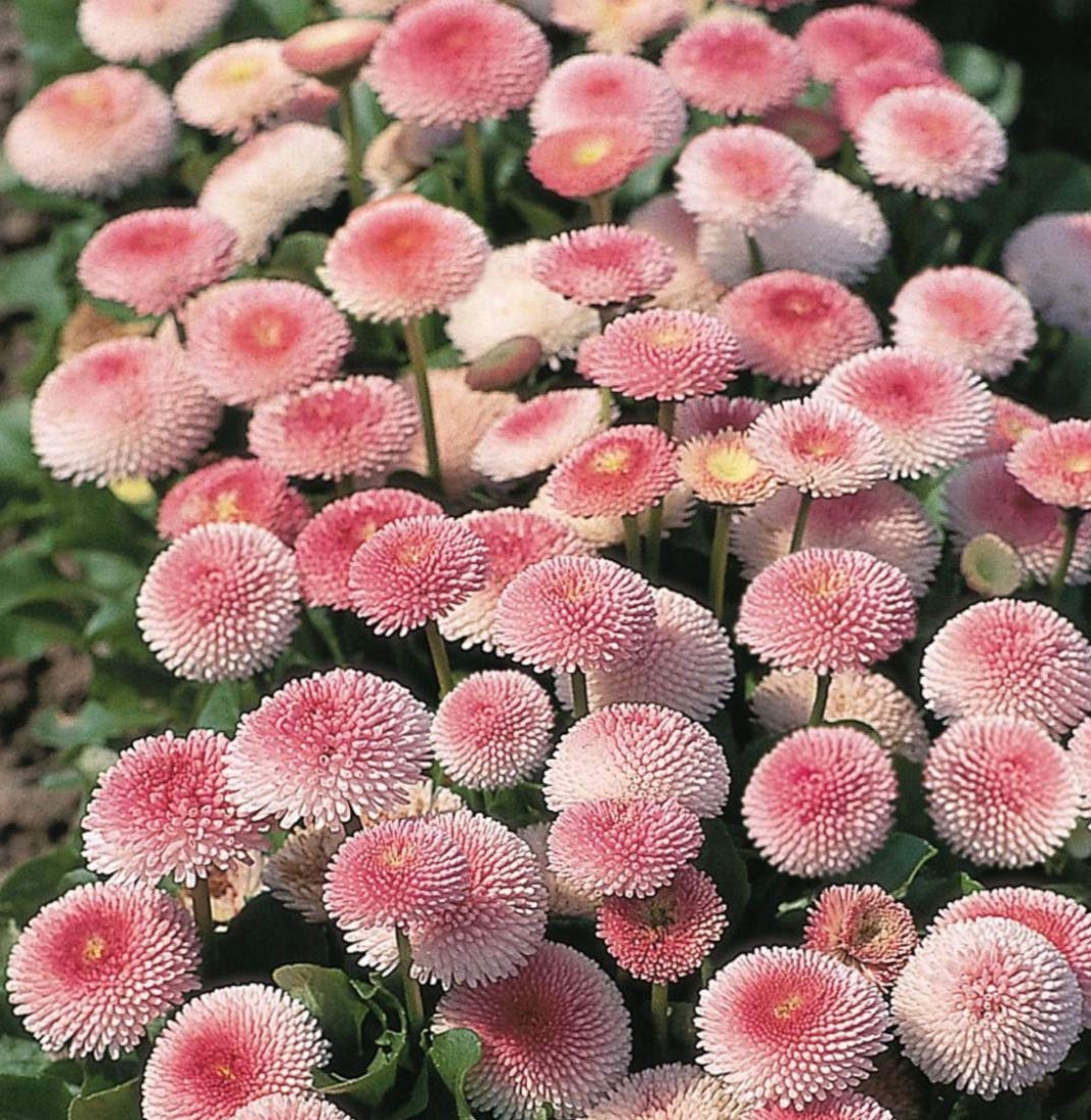 Bellis Perennis 'Tasso Strawberries and Cream' x 12 Mini Plug Plants Hardy English Daisies