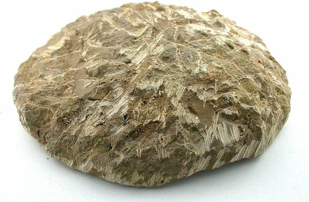 Reproduction Trilobite Fossil in Host Rock Morocco 3/4 Pound EBS8780
