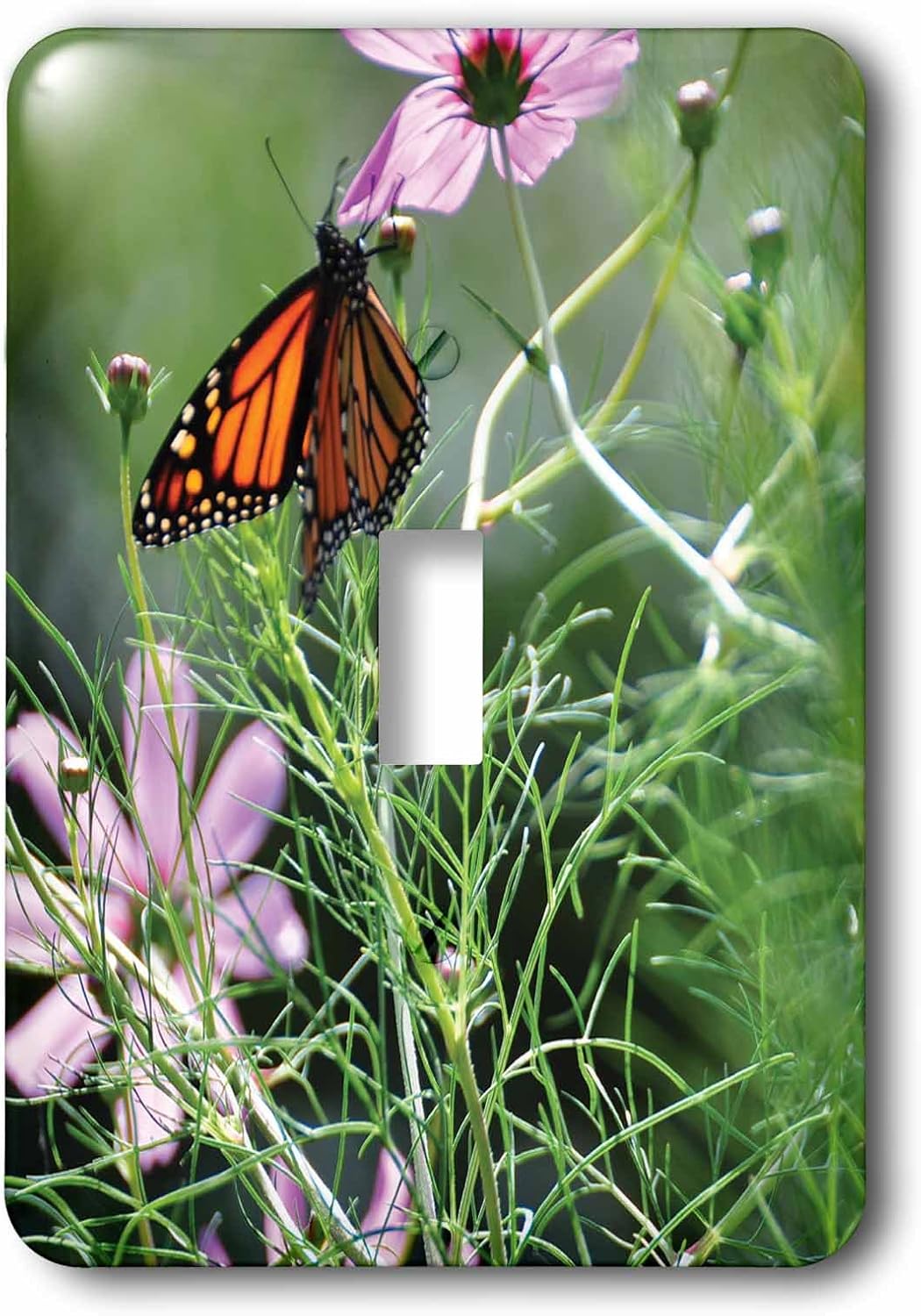 3dRose Butterfly sips nectar from some pink cosmos flowers single toggle switch