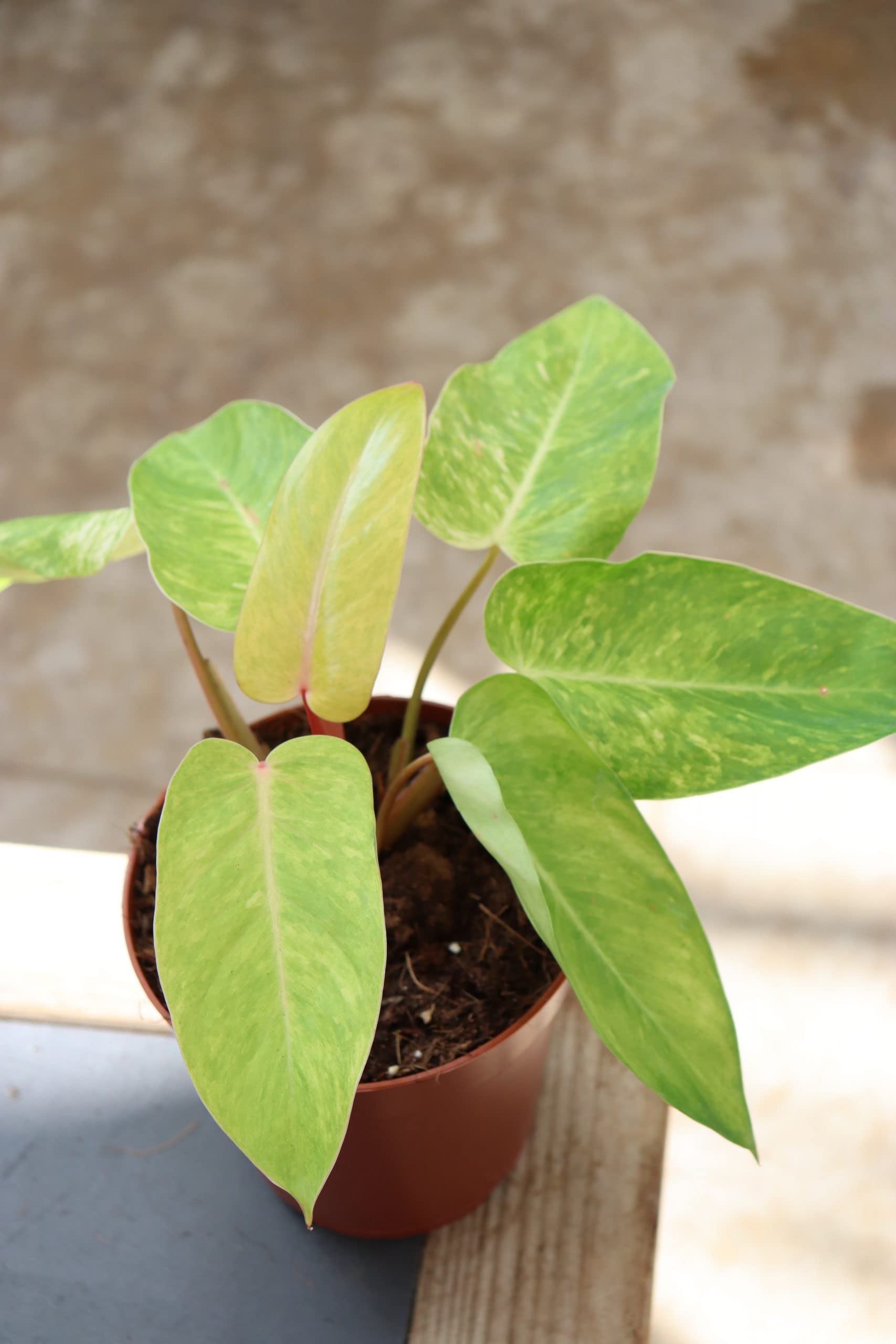 Amazon.com : Painted Lady Philodendron - Live Plant in a 4 Inch Pot -  Philodendron erubescens - Rare and Stunning Houseplant with Unique Foliage  - Air Purifying : Patio, Lawn & Garden