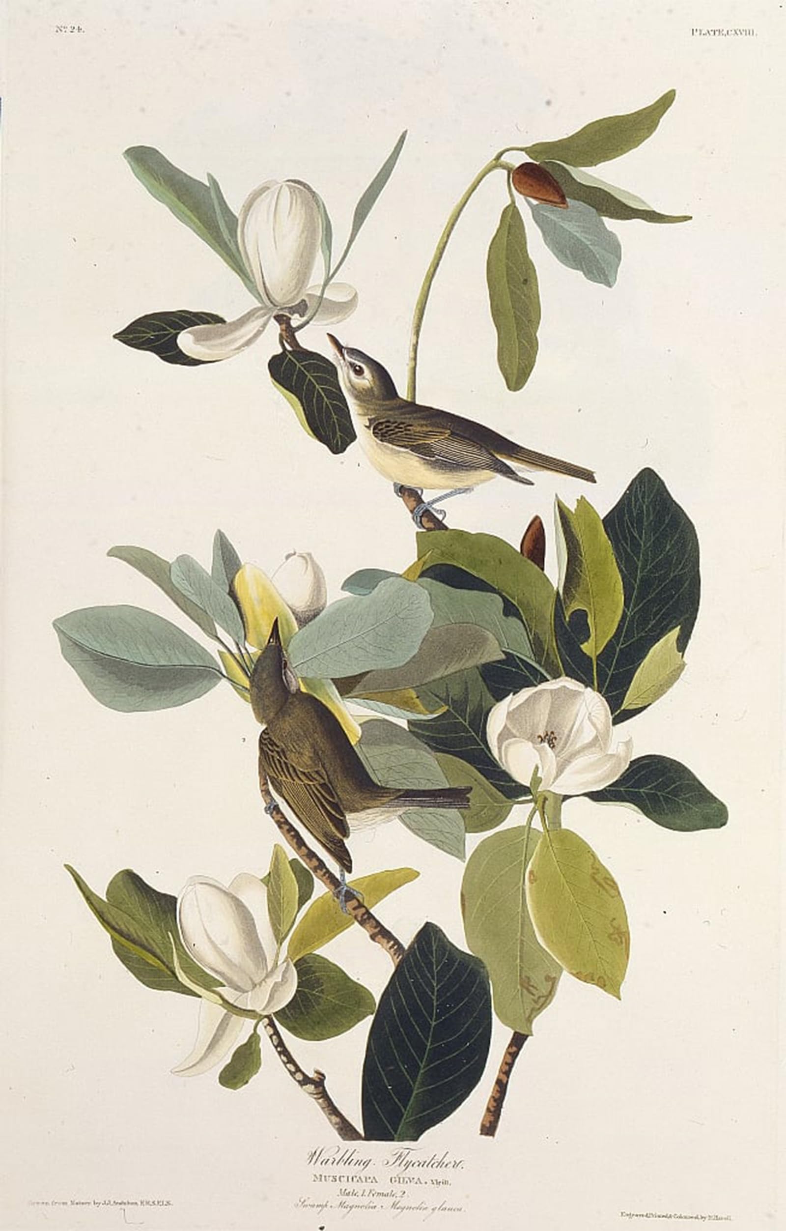Moucherolle oiseaux d'Amérique Audubon affiche graffiti déco murale - 5