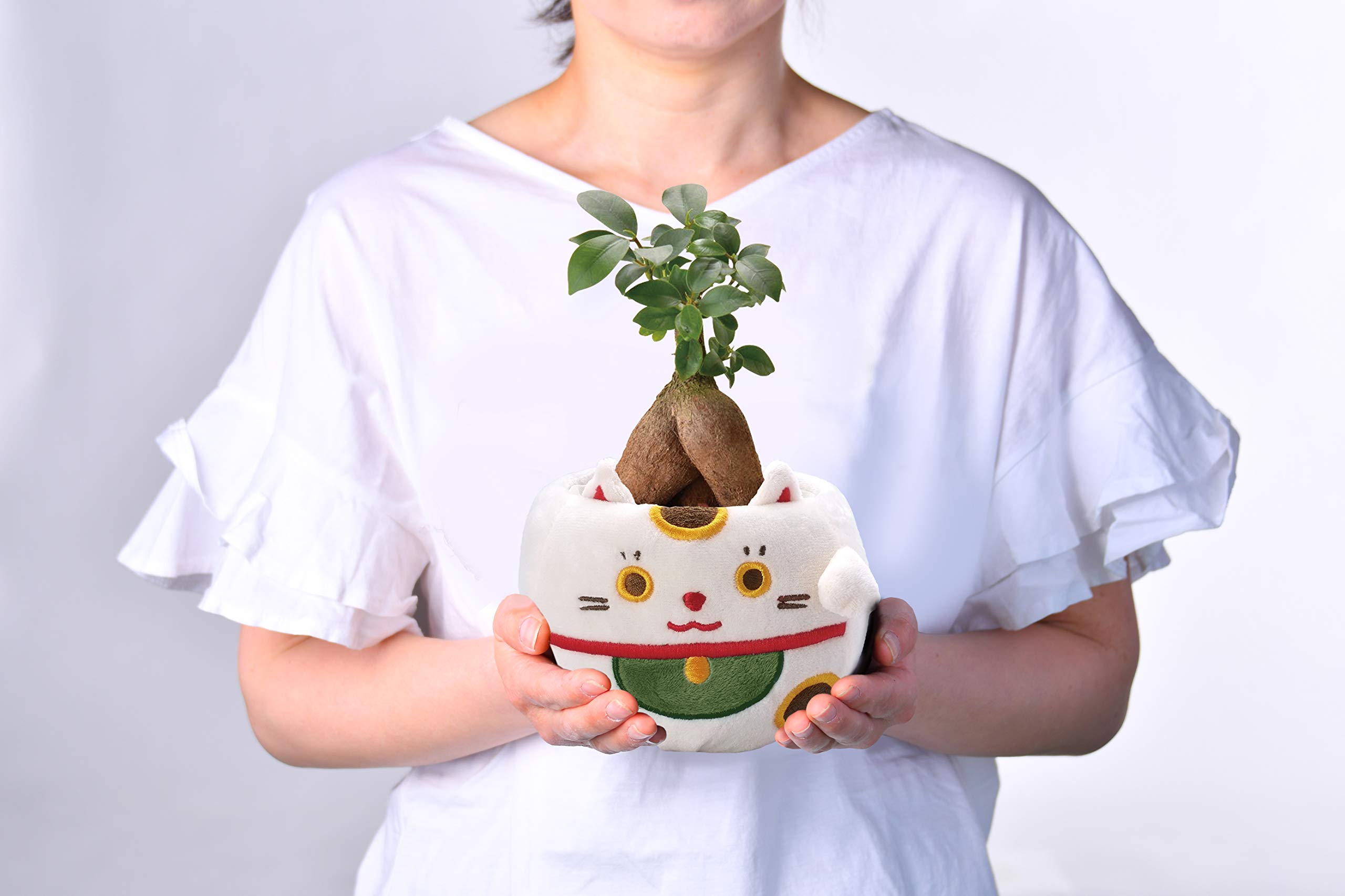 Amazon｜花のギフト社 ガジュマル ガジュマルの木 観葉植物 ミニ 本物