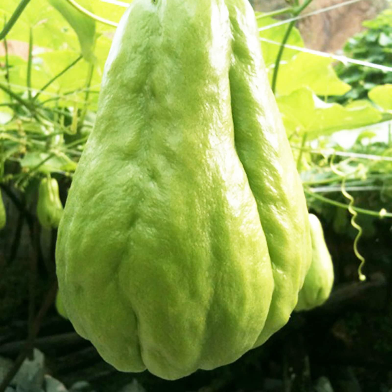 50 Stck Chayote-Samen, essbar, gute Ernte, hervorragende Produktion von  Gartensamen zum Anpflanzen Chayote-Samen : Amazon.de: Garten