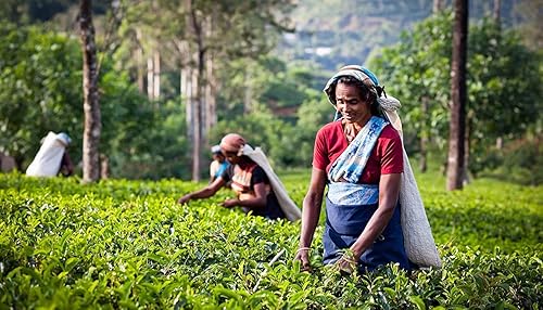 Miniatura 3 de Basilur  Paquetes de recambio verde jazmín  Té verde sin OGM  100 g 352 oz paquete de 2