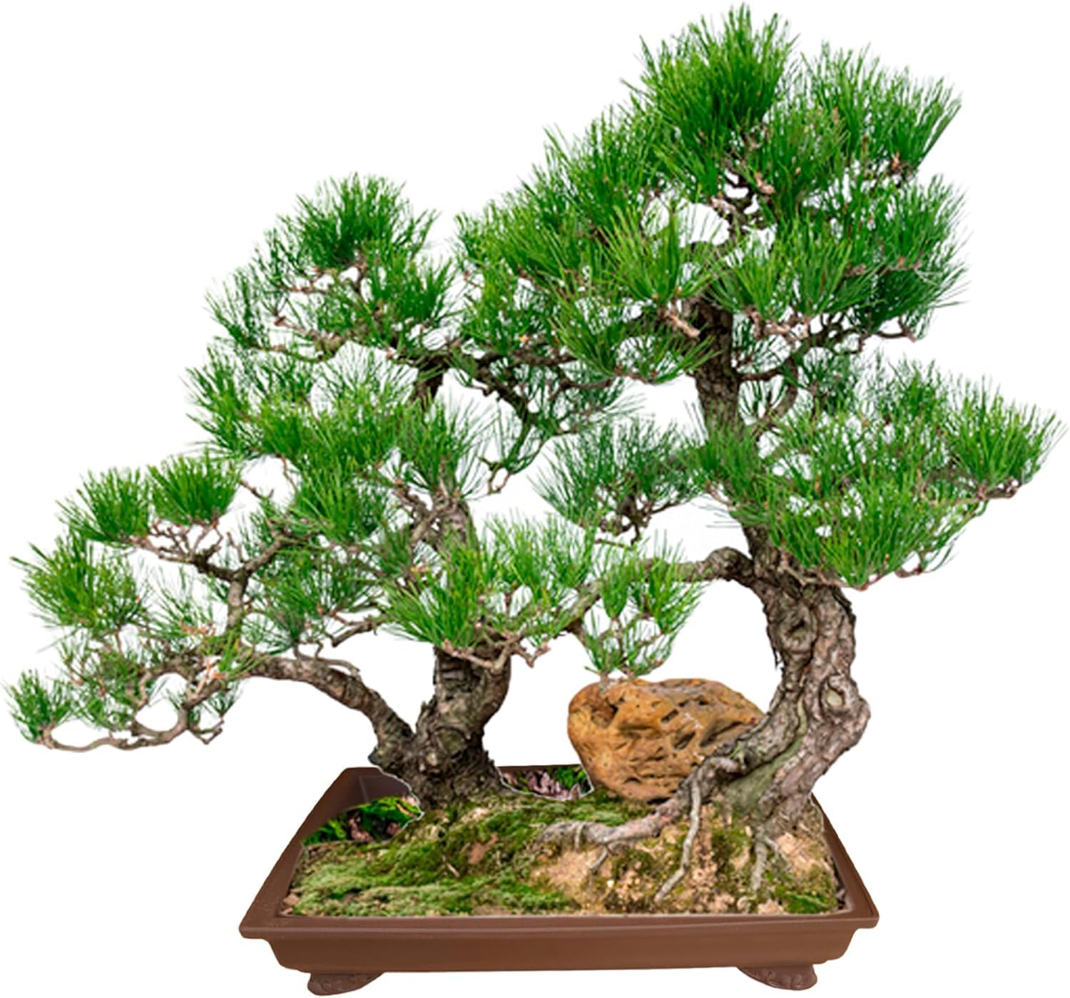 Bonsai Topf Keramik 30.5x22x5.3 cm | Bonsai-Pflanzgefäß aus Japan | Bonsai-Topf mit Drainageloch