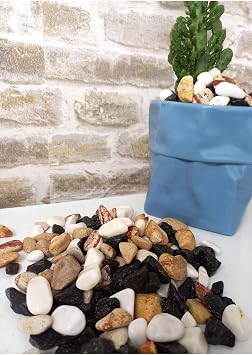 Asenya Renkli  ak l Ta  1 Kg 1-2 Cm Saks  Dibi Teraryum Saks  S s Vazo Dibi Dekoratif Dolomit Ta