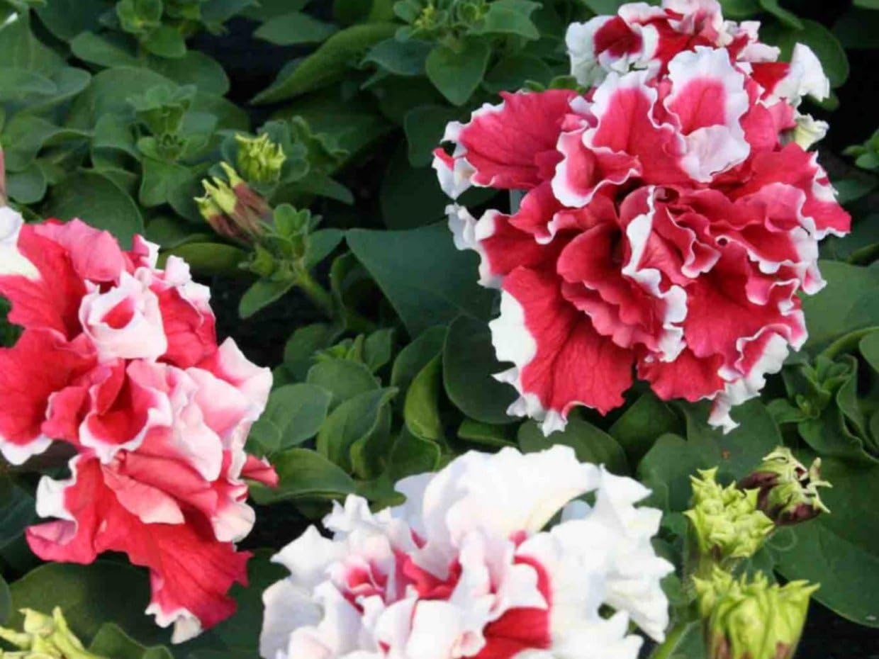 Petunia Pirouette 30 Pelleted Seeds (Red)