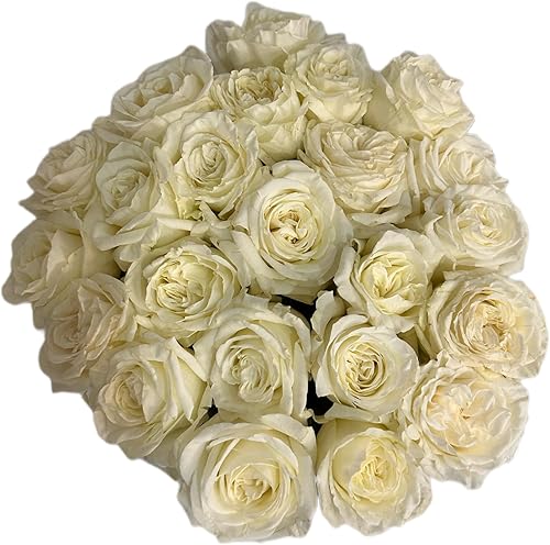 Miniatura 3 de Boyacá flowers, Flores de Boyacá, ramo de rosas blancas de 50 tallo, flores frsh directas de la granja, regalo para aniversario, cumpleaños,