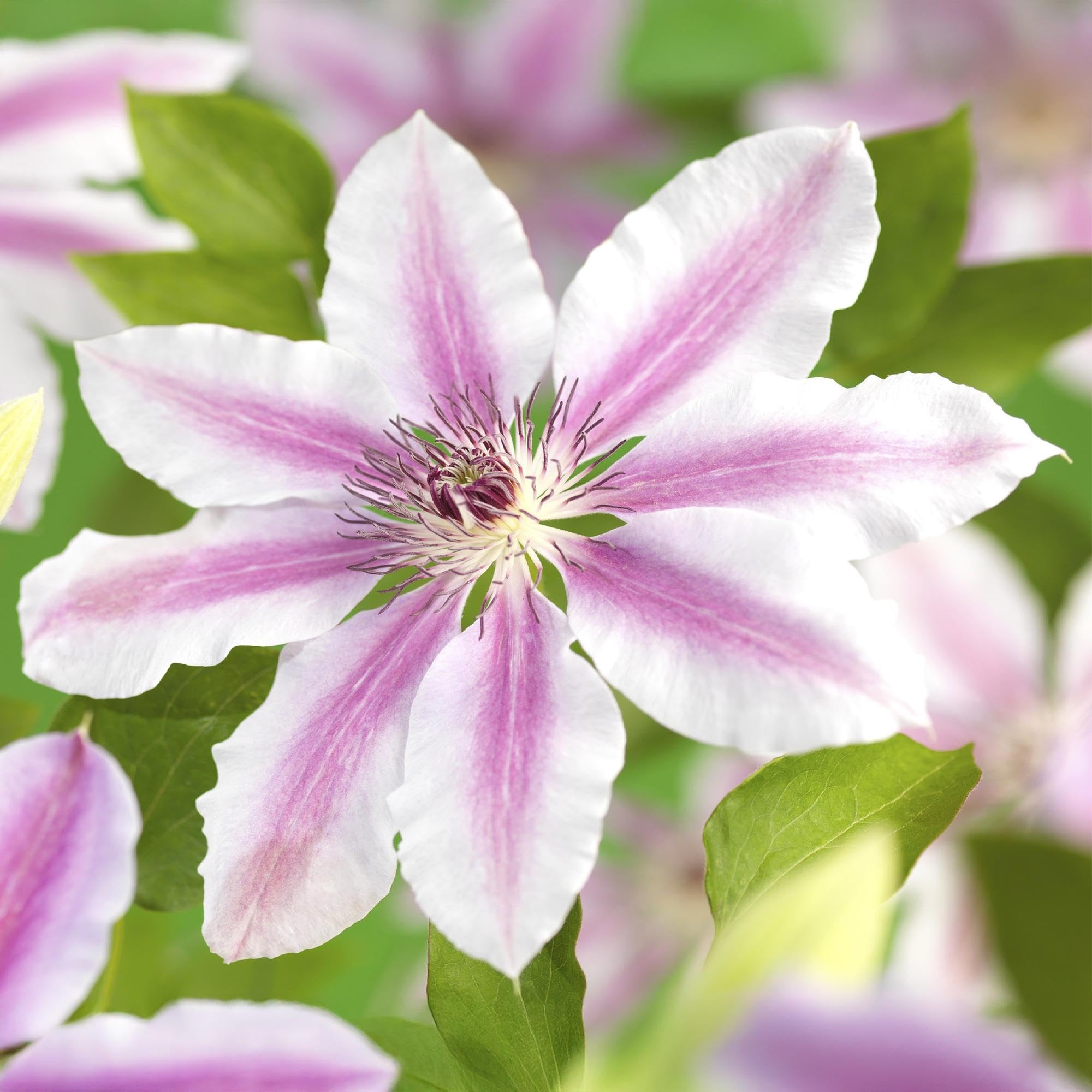 Kletterpflanze Clematis Nelly Moser Wenig Pflege Pflanze 2 Pflanzen 40 cm