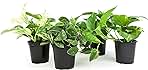 Live Pothos Plants (4PK) Indoor Plants Live Houseplants, Pothos Live Plant House Plants, Money Plant Indoor Pothos Plant Decor, Devils Ivy Trailing Plants Live by Plants for Pets,Black