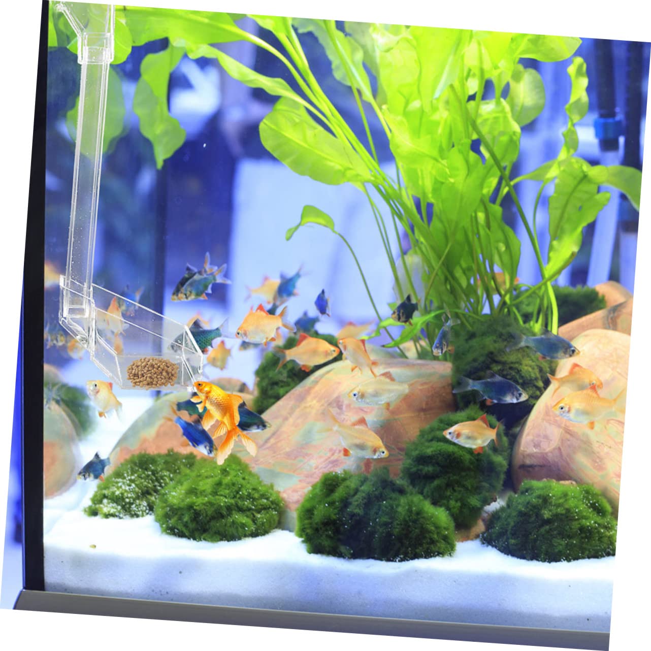 Kisangel 3piezas Alimentador De Acuario De Acrílico para Camarones Comedero Sinking Diseño Colgante para Peces y Camarones Acuarios