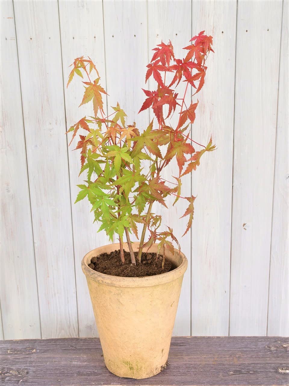 イロハモミジ 紅葉 苗木 2 楽天市場】イロハモミジ 樹高0.5m前後 10.5cmポット (いろは紅葉