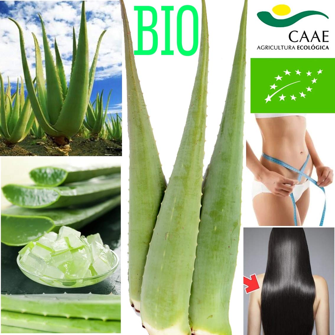 5 x Frische groe BIO Aloe Vera Bltter 80 cm LANG  800 g Gewicht ca.