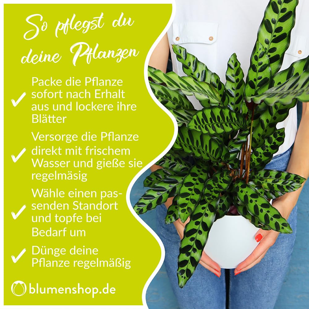 Drachenbaum, Dracaena Marginata, echte Zimmerpflanze, Topfgre 17 cm, Hhe  circa 70 cm, Zimmerpflanzen fr die Wohnung oder das Bro, pflegeleicht,  Pflanzenversand : Amazon.de: Garten
