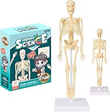 35 cm Modello Scheletro Umano, Cubo Modello Scheletro Umano, Torso Removibile, Anatomia Scheletro Umano, Modello per L'insegnamento Medico, L'apprendimento, L'esposizione, Il Regalo