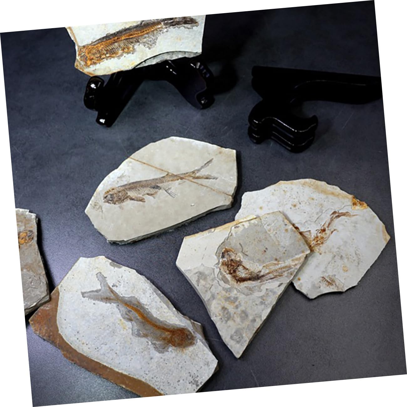 Muestra de Fósil 1 Pieza de Resina para Escritorio 7-15cm | Laboratorio y Colección de Material, Varios Estilos, para Estudiantes Estilo Aleatorio