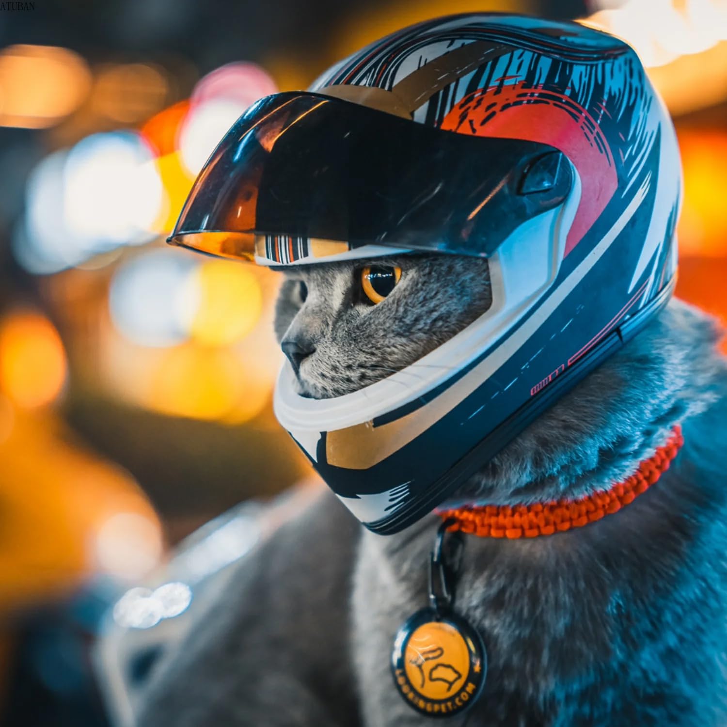Casque pour Chien Protection Casques for Animaux de Compagnie à Faire soi-même, Casque for Chat, for Chien, Mini-Casque Protection for l'extérieur, Accessoires Photo for, Moto(B)
